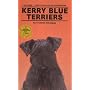 Kerry Blue Terriers
