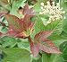 'Redwing' Viburnum Shrub - Red Foliage -Flowering Shrub