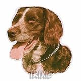 Eigenschaften Trixie  / Aufkl. Münsterländer, klein (K)