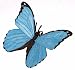 Hidden Kingdom - Blue Morpho Butterfly