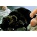 Plüti 1567-080-541 - Braunbär, liegend, melange schwarz/braun - 80 cm