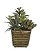 Artificial Succulent Garden