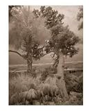 Infrared Beach Trees - Cumberland Island, GA Photographic Poster Print by James Davidson, 20x24