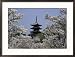 Cherry Blossoms, Ninna-Ji Temple Grounds, Kyoto, Japan Places Framed Photographic Poster Print, 29x21