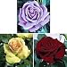 Exclusive Rose Trio