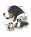 Bernese Mtn. Dog - Trio Image by Cindy Farmer