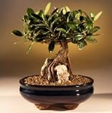 Bonsai Boy's Green Emerald Ficus Bonsai Tree-Root over Rock ficus microcarpa Bonsai Boy's Green Emerald Ficus Bonsai Tree-Root over Rock ficus microcarpa