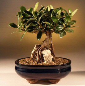Bonsai Boy's Green Emerald Ficus Bonsai Tree-Root over Rock ficus microcarpa