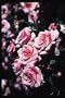 Sweet Sunblaze (Rosa Miniature) - Bare Root Rose