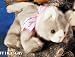 Search : Floppy Family 10' Gray Tabby Cat