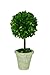 Mills Floral Company Box Topiary, Single, Large, 6