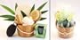 Wellnessgeschenke Set Bamboo handverpackt mit exklusiven Peelingschwamm sowie Nagelb�rste plus Massageb�rste und Bambusduftkerze
