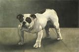 Bulldog Erle Etching , Animals, Dogs Birds Engraving Intaglio