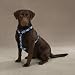 Medium Blue Multi Color Camouflage Dog Harness