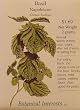 Basil Napoletano Seeds