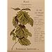 Basil Napoletano Seeds