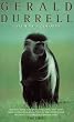 Catch ME a Colobus
