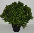 26" INDOOR / OUTDOOR Deluxe Basil Leaf Plant