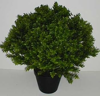 26" INDOOR / OUTDOOR Deluxe Basil Leaf Plant