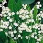 Lily-of-the-Valley