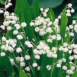 Lily-of-the-Valley