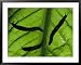 Close view of banana slugs silhouetted atop a leaf Animals Framed Art Poster Print by...