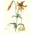 Botanical Flower Print: American Yellow Lily - Lilium canadense
