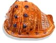 Conch Shell Small Conch Shell Small