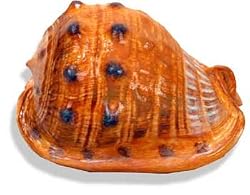 Conch Shell Small