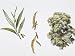 White Willow (Salix Alba) Plant with Flower, Leaf, Illustration Photographic Poster Print, 24x32