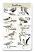 Identiflyer Additional SongCard-Birds of the SeaShore