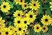 Goldilocks Black-Eyed Susan 100 Seeds
