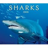 sharks 2008