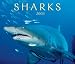 Sharks 2008 (Calendar)