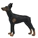 Large Doberman Pinscher Model