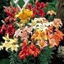 Perennial Lily Bargain Bag
