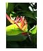 Colour in the Sub-tropics Botanical Photographic Poster Print by Daniel Way, 16x20
