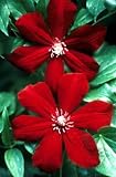 Amazon / Hirts: Clematis: Niobe Clematis Vine - Potted -Deep Ruby Red - Magestic - Potted