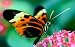 Butterfly Desktop Wallpaper