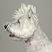 Top Performance Dog Hair Styling Gel, 4-Ounce