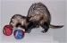 Pet Supplies : Ferret Polar Toy - 2 pack