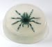 Spider vegetable glycerin soap