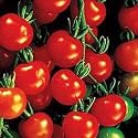Super Sweet 100 Hybrid Tomato packet