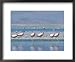 Andean Flamingo in Freshwater Arm of Huge Salt Pan, Salar De Chalviri, Bolivia Framed Art Poster Print by Mark Jones, 22x18