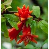 Dwarf Pomegranate Plant - Punica - Bonsai or Houseplant