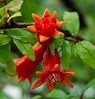 Dwarf Pomegranate - 30 Seeds - Punica