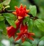 Pomegranate Dwarf Plant - Punica - Bonsai or Houseplant Quart container