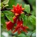 Pomegranate Dwarf Plant - Punica - Bonsai or Houseplant Quart container