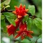 Dwarf Pomegranate Plant - Punica - Bonsai or Houseplant