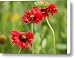 Gaillardia Burgundy Canvas Print / Canvas Art - Artist Barbara Lee White